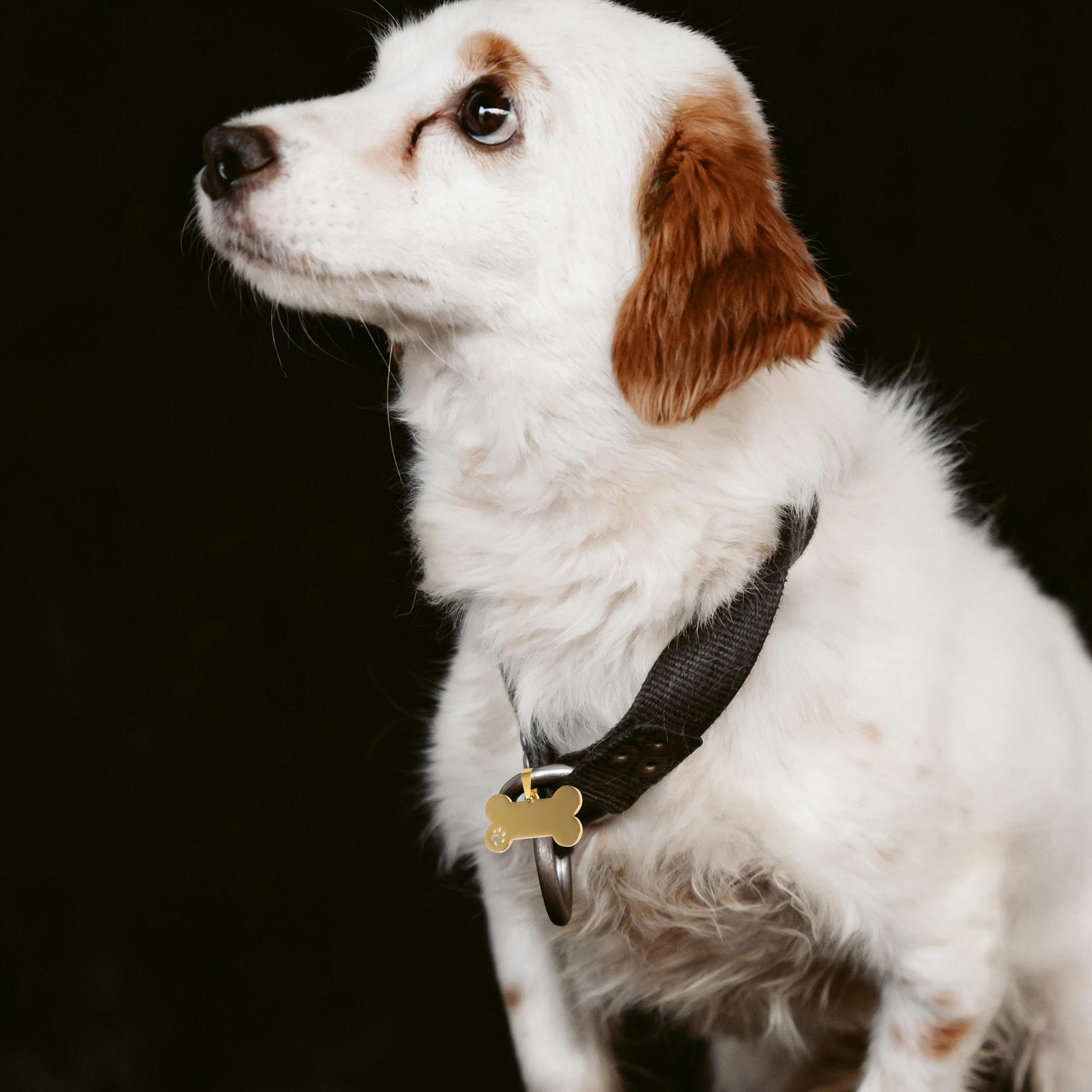 4 médailles d'identification p - Pet Supplies Online avis et prix